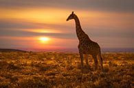 Giraffe bij zonsondergang van Chris Stenger thumbnail