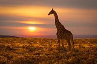 Giraffe bij zonsondergang