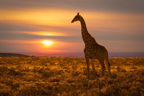 Giraffe bij zonsondergang