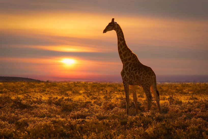 Giraffe bij zonsondergang van Chris Stenger