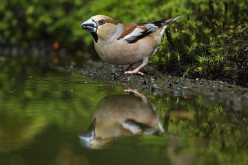 Appelvink (Coccothraustes coccothraustes) van Ronald Pol