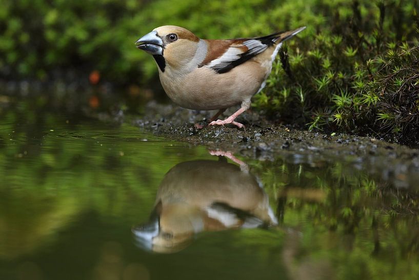 Appelvink (Coccothraustes coccothraustes) van Ronald Pol