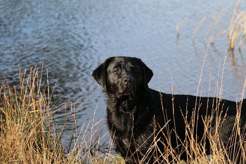 Zwarte Labrador bij water