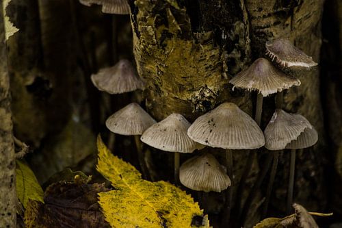 Herfst in Groningse Drevenbos