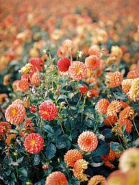 Feld mit Dahlienblüten von Hanke Arkenbout