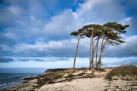 Vom Wind geformte Bäume am Strand der Ostsee.