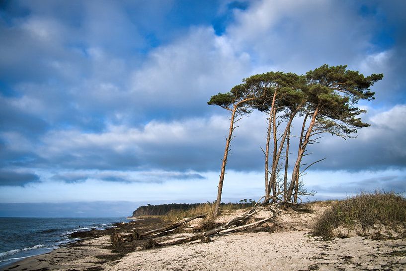 Vom Wind geformte Bäume am Strand der Ostsee. von Martin Köbsch