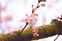 Pink blossom on a branch