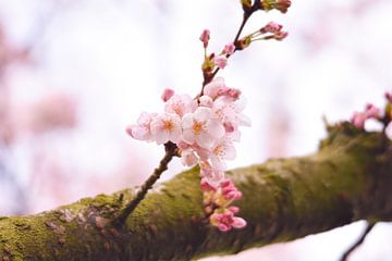 Pink blossom on a branch by Merel Pape Photography