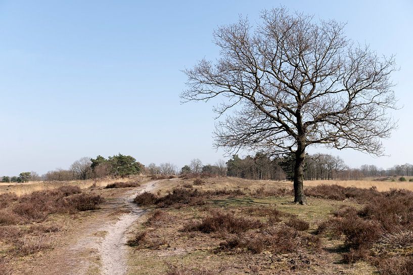 National Park Grote Peel by Richard Wareham
