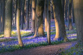 Jeu de lumière entre les arbres de la forêt de Neigembos