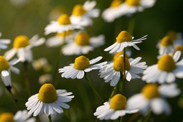 Kamille in het veld