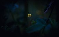 Licht in der Dunkelheit (Hopfenklee) von Niek De Ridder Miniaturansicht