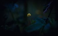 Light in the darkness (Hopklaver)