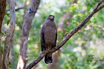 De zwaluw en de Slangenarend, Sri Lanka