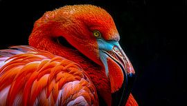 Hochdetailliertes Zoom-Porträt eines Flamingos mit tief korallen- und lachsfarbenem Gefieder auf schwarzem Hintergrund