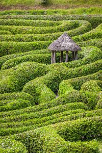 Labyrinth im Glendurgan Garden, Falmouth, Cornwall