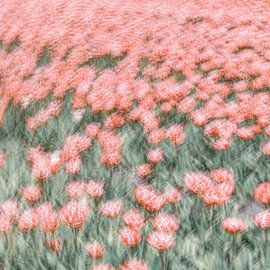 Roze Tulpen van Yanuschka | Fotografie Noordwijk