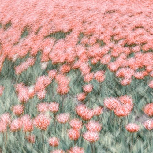 Pink Tulips by Yanuschka | Fotografie Noordwijk