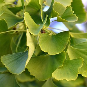 Ginkgo