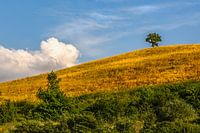 Eenzame boom in de Abruzzen