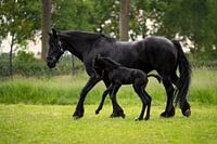 Friesian horse with playful foal