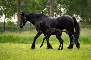 Friesisches Pferd mit verspieltem Fohlen