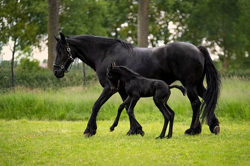 Fries paard met speels veulen