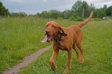 Auf der Wiese mit einem braunen Magyar Vizsla Drahthaar.