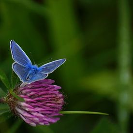 Blau von Gerda Venema