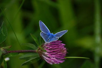 Blauwtje