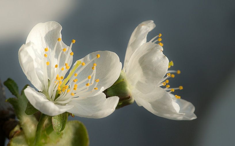 Fleur blanche par Mario de Lijser