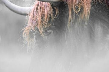 Highlander im Nebel, schön als Kunstdruck oder auf Leinwand von Josine Claasen