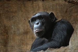 Affe