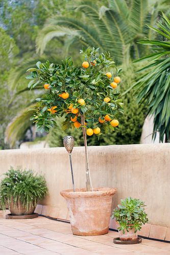 Orangenbaum auf Ibiza