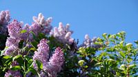 Lilac by Ostsee Bilder thumbnail