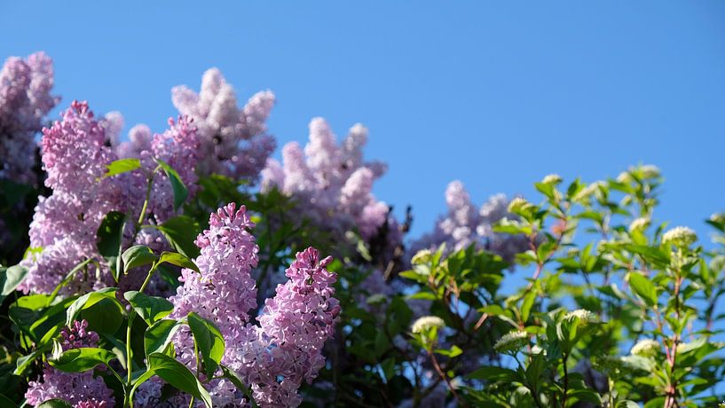 Lilac by Ostsee Bilder