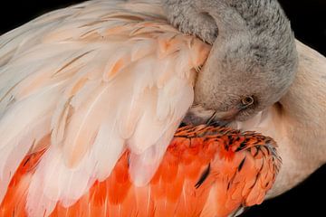 Flamingo by Kees Korbee