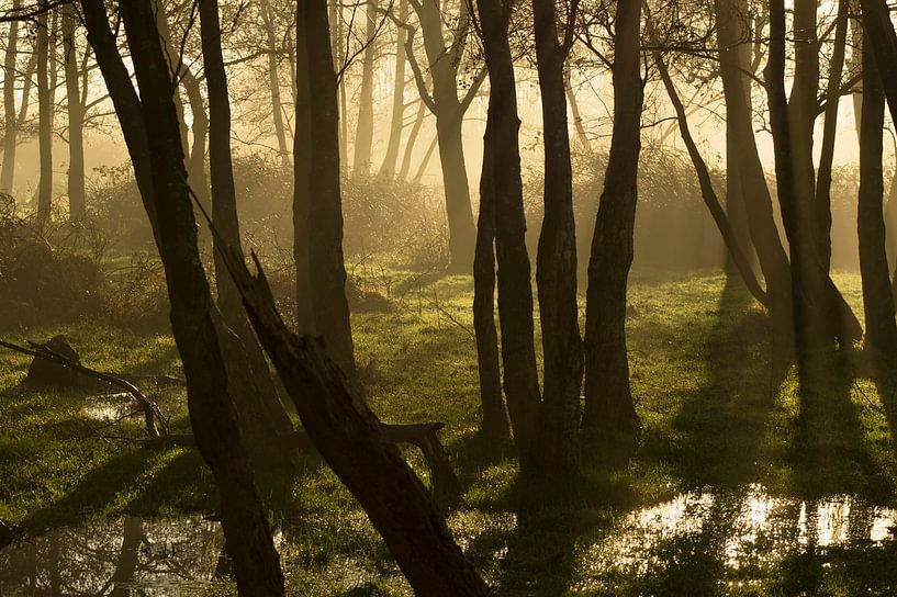 Mystic morning (donkere boomstammen in de mist in mooie sfeer) van Birgitte Bergman