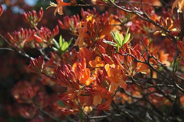 Rhododendron by Tatjana Korneeva