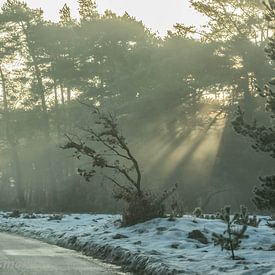 Zonne stralen in t bos. van Irma Huisman