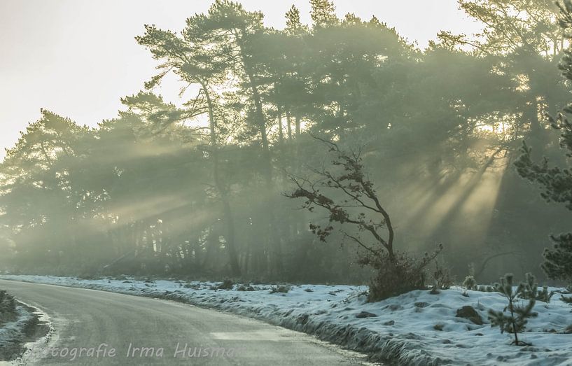 Zonne stralen in t bos. van Irma Huisman
