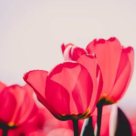 Tulpen von Knowhere Art