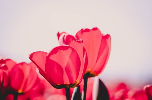 Tulpen