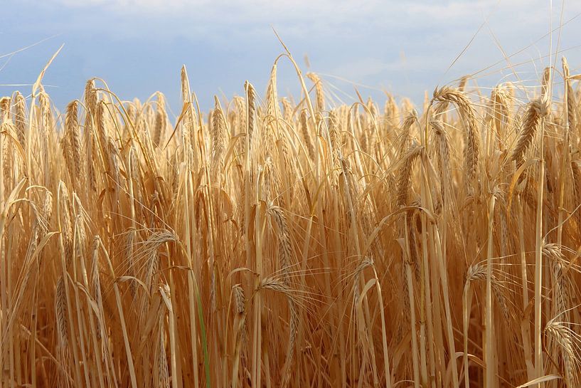 Reife Ähren in der Abendsonne von Rüdiger Rebmann