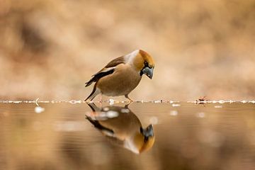 hawfinch by gea strucks