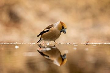 hawfinch von gea strucks