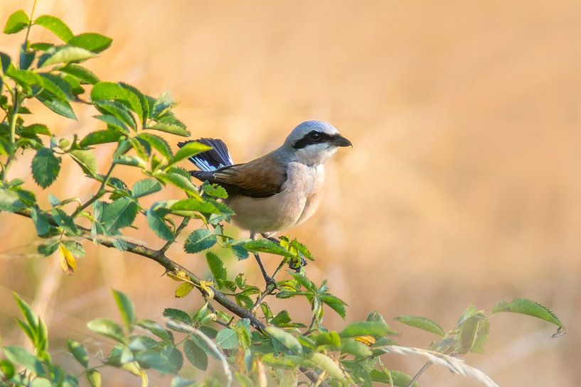 Neuntöter Vogel sitzt auf einem Zweig von Mario Plechaty Photography