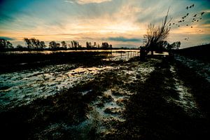 L'hiver dans la Betuwe