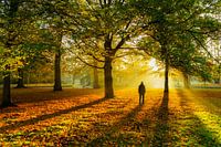 Herfstkleuren